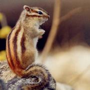 寻找怀表兔子小姐