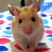 鹭岛之恋的猪猪