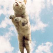 疯子不会写合同