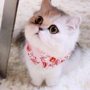 香巴啦爱尔特尔