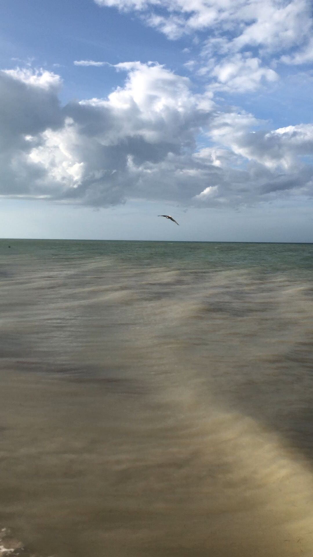 墨西哥尤卡坦半岛海滩看鹈鹕