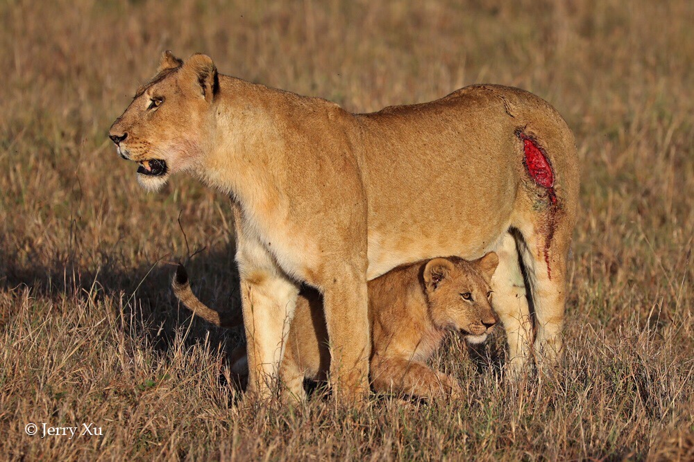 今天的马赛马拉草原直播，一只受伤的母狮终于捕到了猎物，小狮子们虽然还没断奶，但也可以进食肉类了。 吃