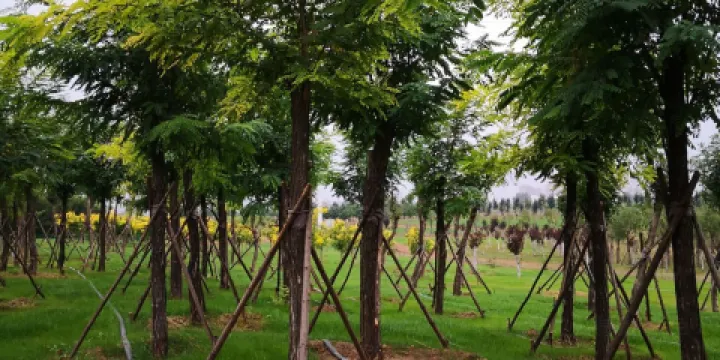 滄州高新區森林公園