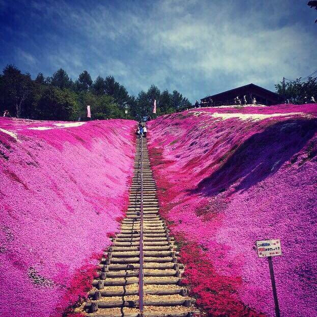​​日本东藻琴公园，紫粉色花海，好美[心] ​​​​