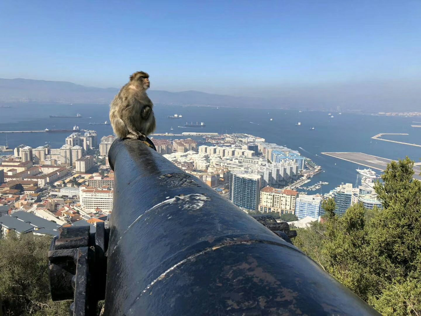 直布罗陀巴力利猕猴旅拍~