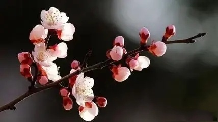 公园壹号