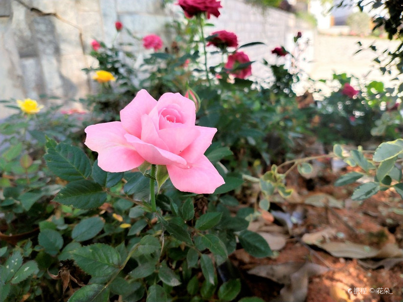 DB官方网站网页版入口拜仁慕尼黑的攻势碾压敌手