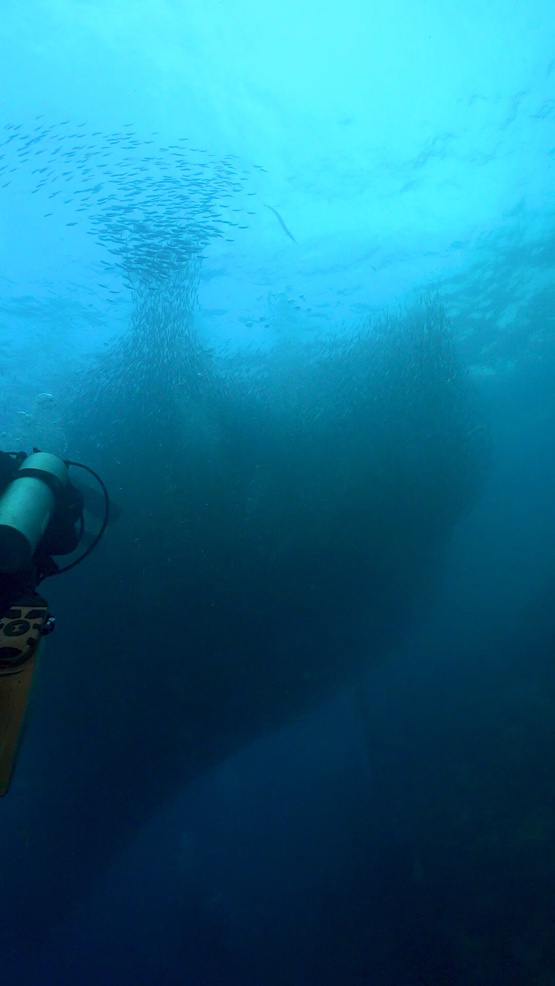 快乐的水下时光，菲律宾墨宝距离岸边仅20米的位置就能看到上万条沙丁鱼，这里也是世界上最大的沙丁鱼风暴