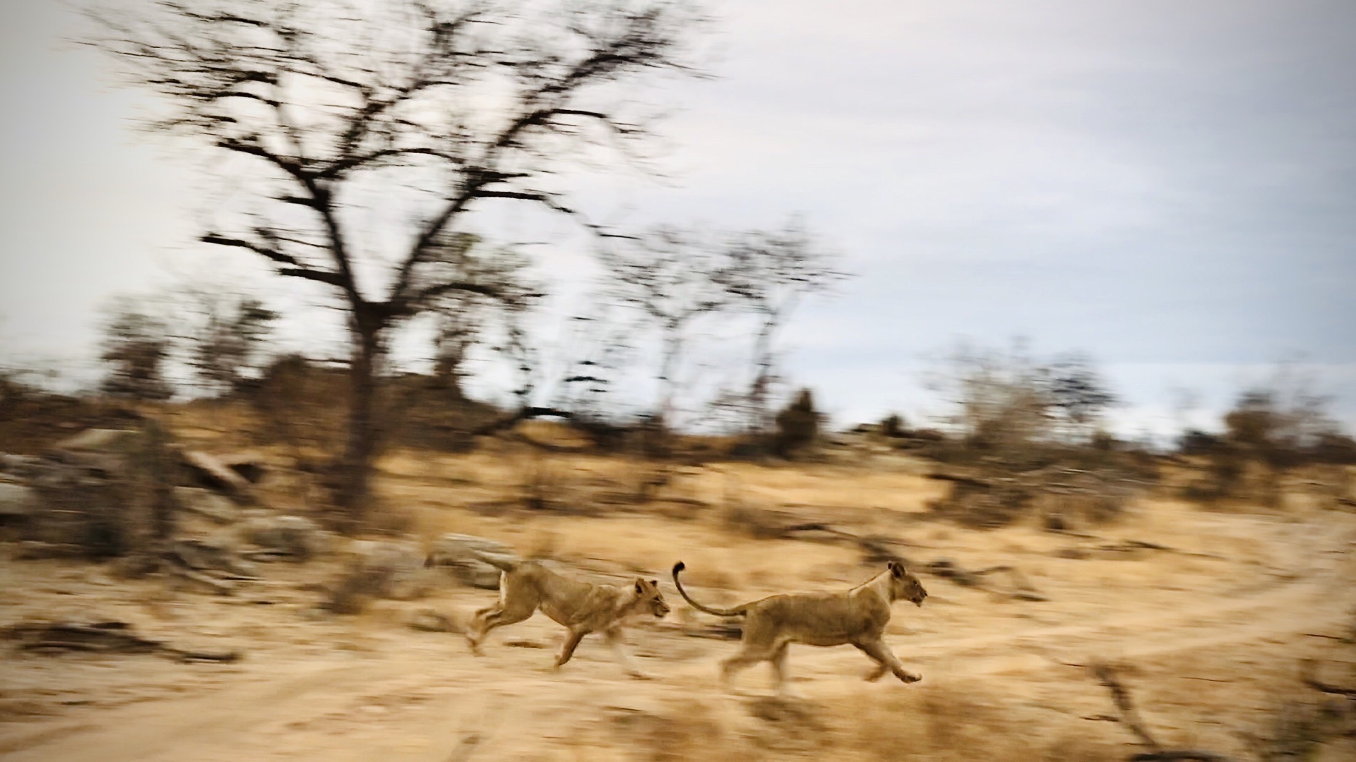 南非·克鲁格国家公园  两只年轻的母狮正在嬉戏奔跑。她们突然从草丛中窜出，我来不及拿起单反，只能用手