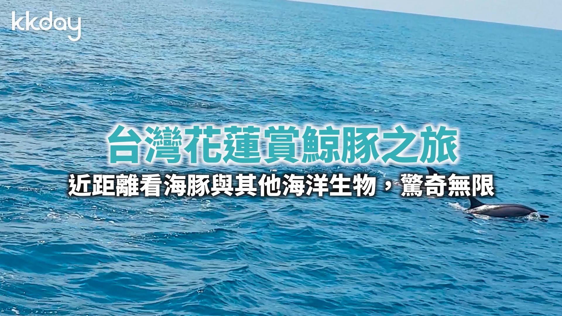 台湾花莲赏鲸之旅—近距离看海豚与其他海洋生物，惊奇无限🐬  搭乘kkday的专车从花莲去区直达海边码
