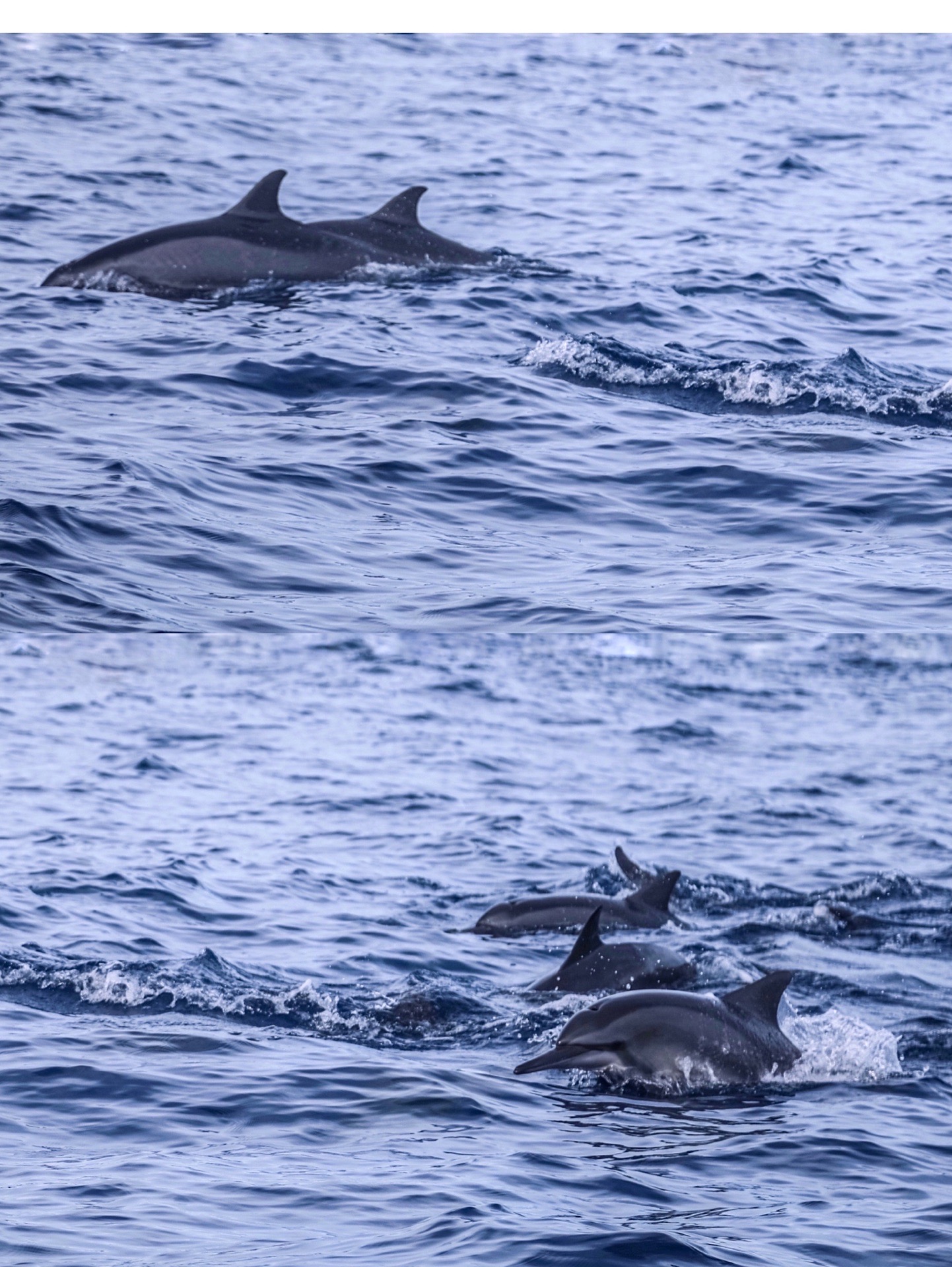 菲律宾 薄荷岛 出海一日游最新不踩坑体验  📮经典玩法： ■出海一日游： 🐬追逐海豚 🌊浮潜观断层 