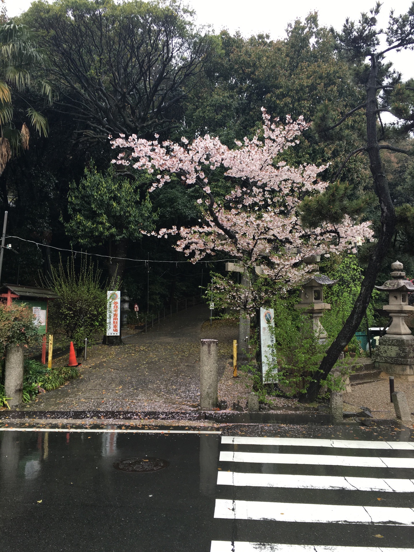 下雨天的櫻花