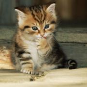 源著民的幸福世界