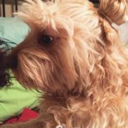 卢斯妥罗夫斯基