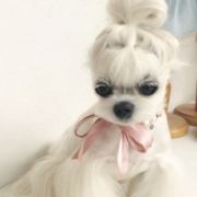 追寻天使的灵魂