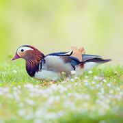 功夫熊猫看加勒比海盗