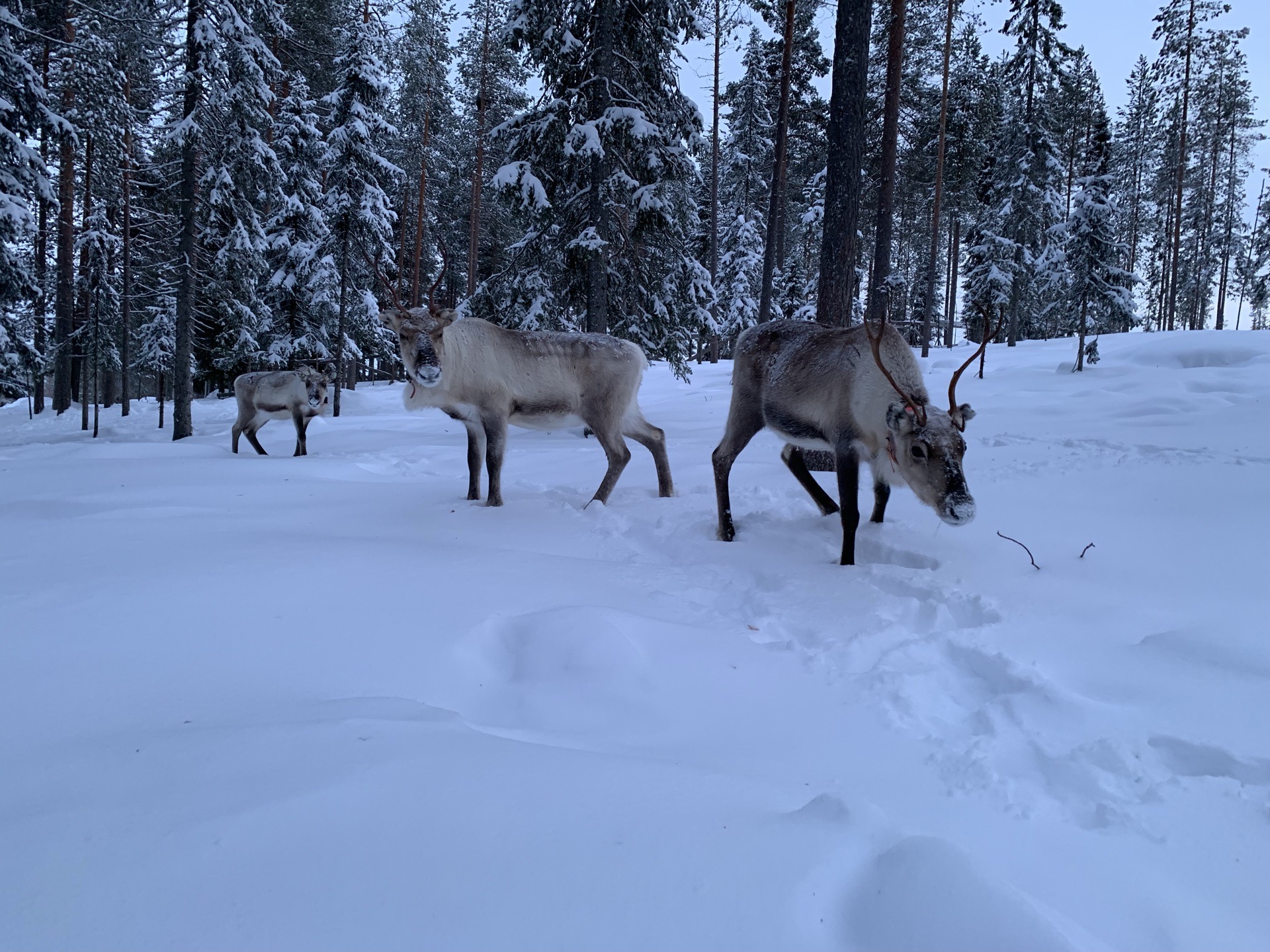 芬兰🇫🇮库萨莫·驯鹿农场