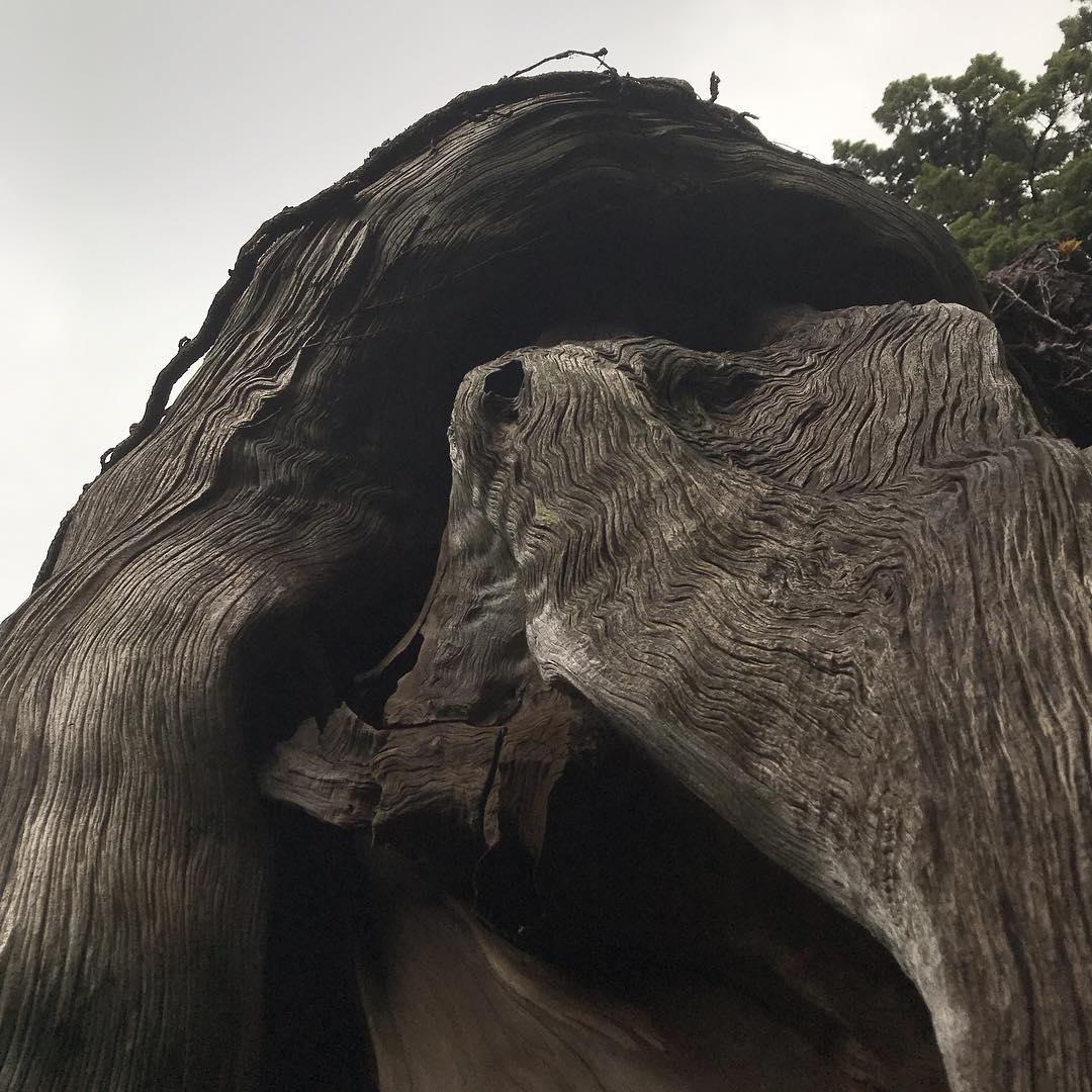 置身自然之海的怀抱中——大瀬神社 前几年由于工作繁忙，事务缠身，一直没有机会在假期带着妻儿出去旅行，