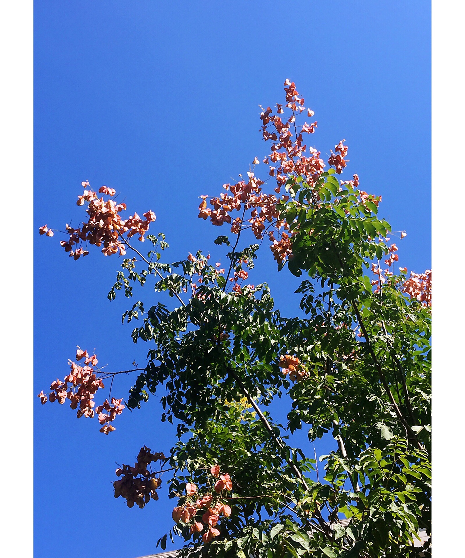 今儿中午遛弯，发现一种不知名的树，有褐色的果实，一串串的，远看像见到春天肆意的梨花般惊喜，其实不是纯
