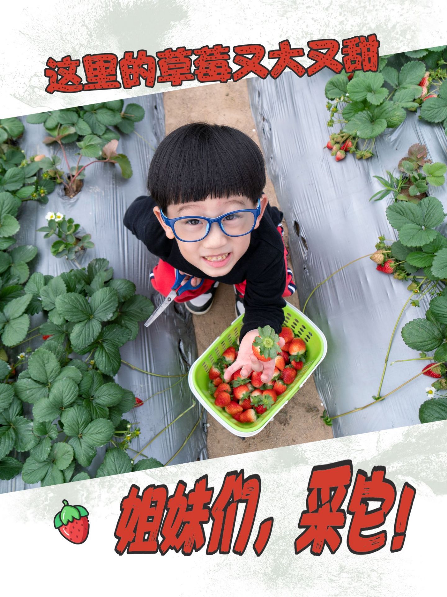  🍓 这里的草莓又大又甜！摘它！   🔆 #厦门采草莓攻略# 又到了一年一度的草莓季了~！！每年的1