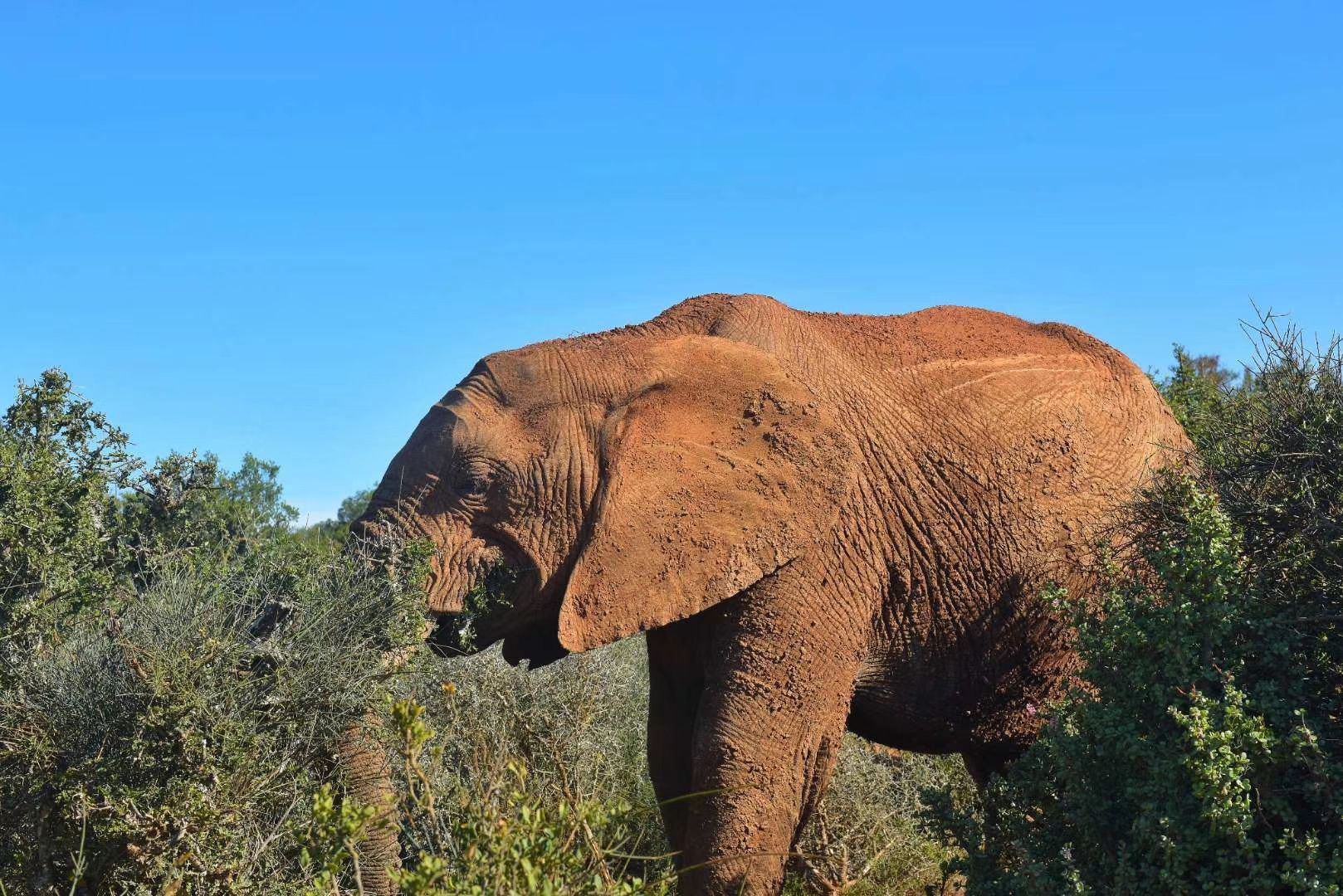 –––阿多大象公园Safari💙  ​  🌵 面积一万二千公顷的阿多大象公园，坐落在花园大道（Gar