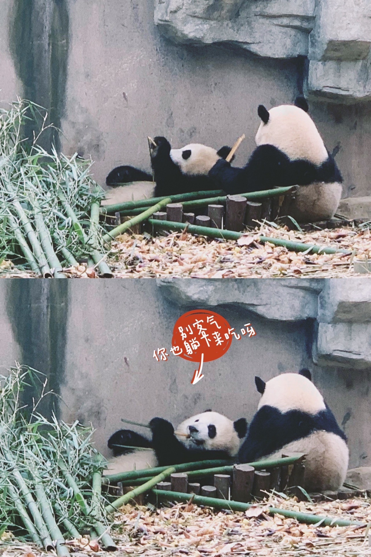 成都｜终于带男朋友去看大熊猫啦🐼  【男朋友心心念念的大熊猫篇】 我：你作为一个四川人怎么没去过熊猫