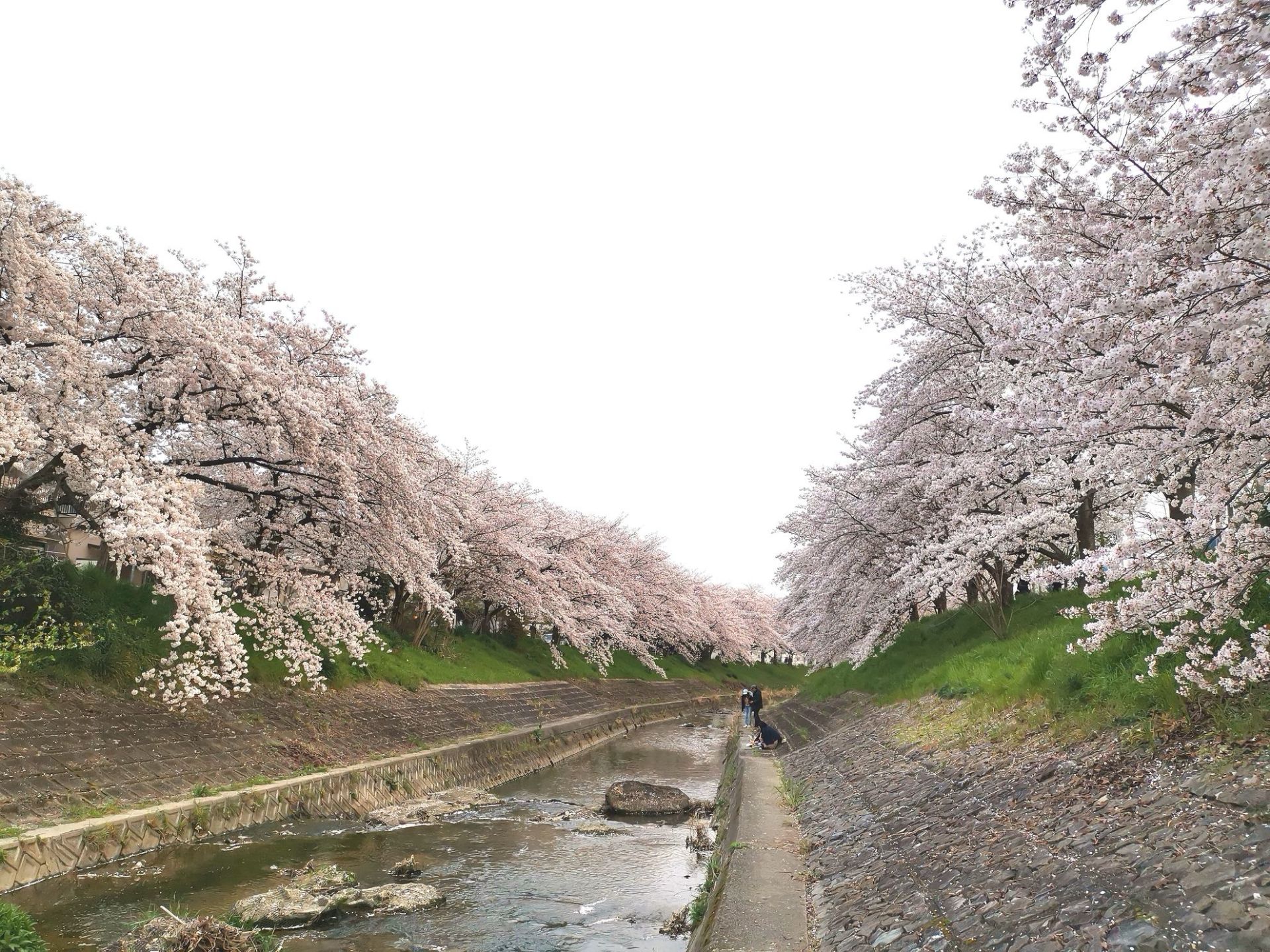 一到奈良，直奔佐保川！两岸的樱花已经盛开，一望无际，潺潺的溪流，飘落的樱花瓣顺势而下，美极了！