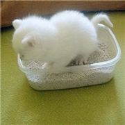 青春的大漠豫鹰