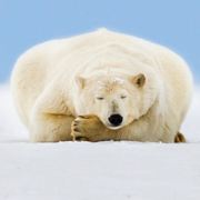 超超超人唔识飞