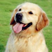 趴着的布布嘟嘟