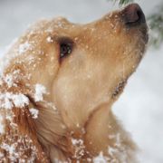 五星上将零零发