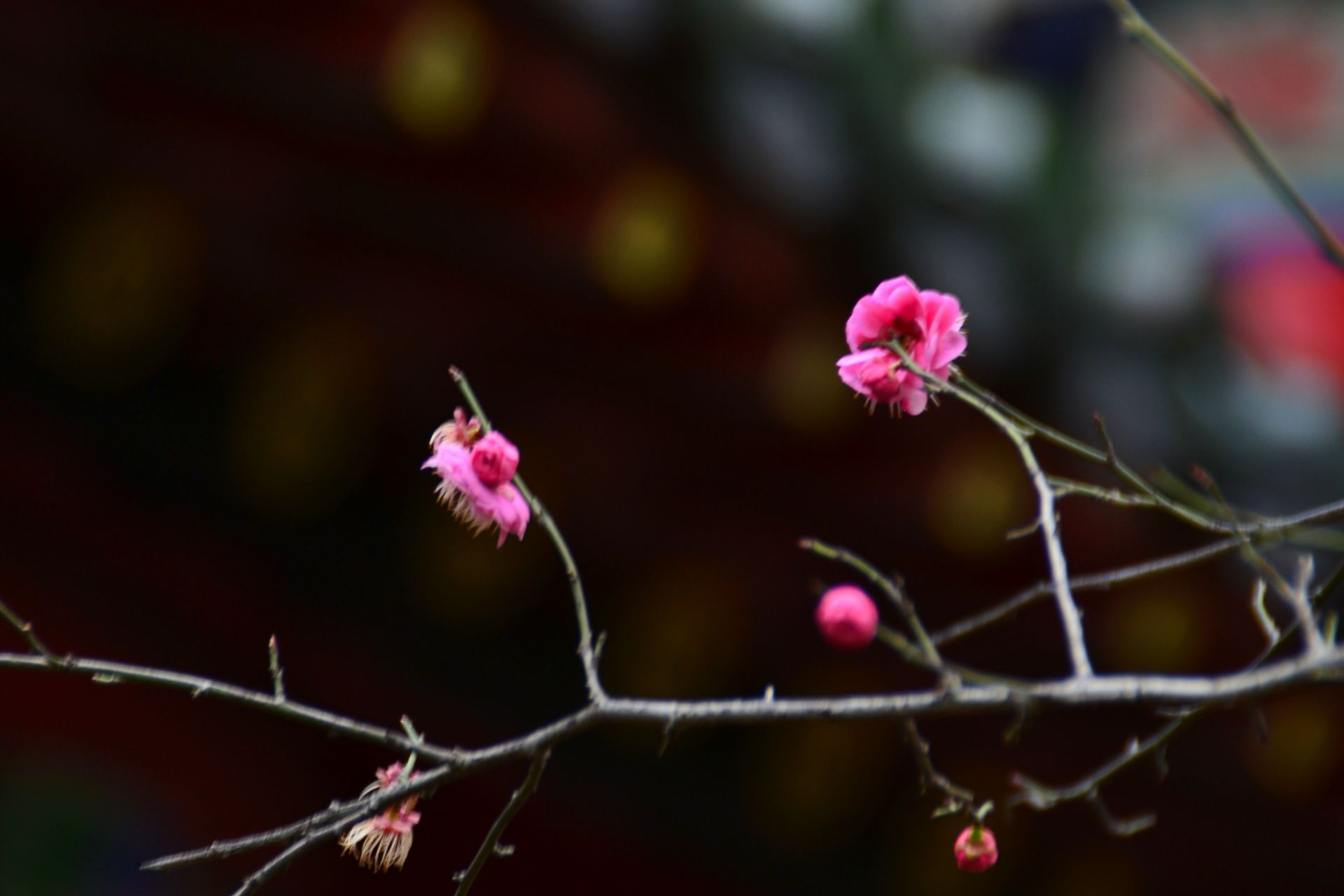 二月冬风中游藤王阁，时风时雨，这儿的花开得不多，还好有几棵腊梅红梅正开着。景区中还有歌舞表演，倒是让