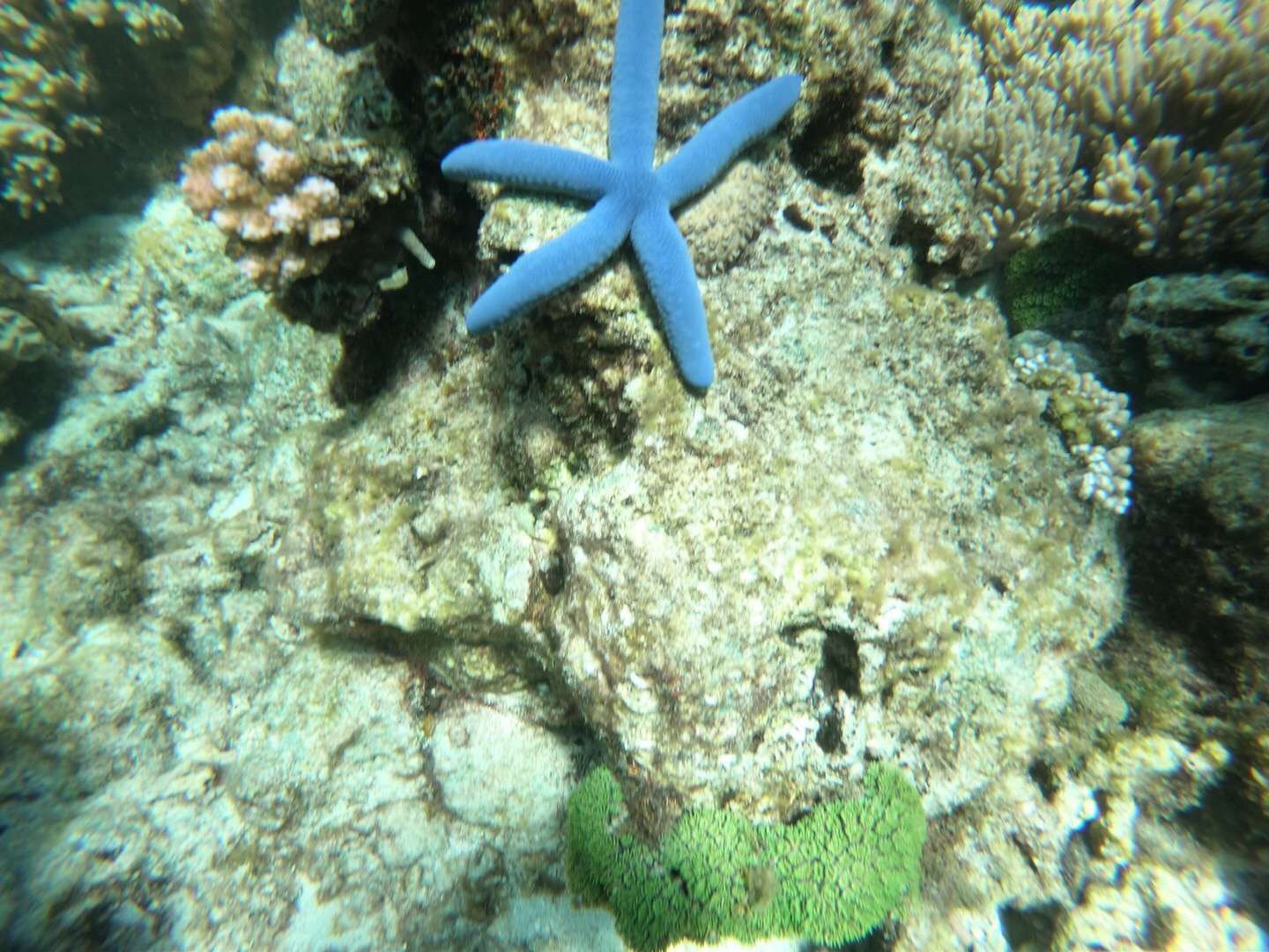 Apo island 真的是杜马盖地最美的岛屿，天然的海底世界美到不真实 很多海洋生物都看到了 真的
