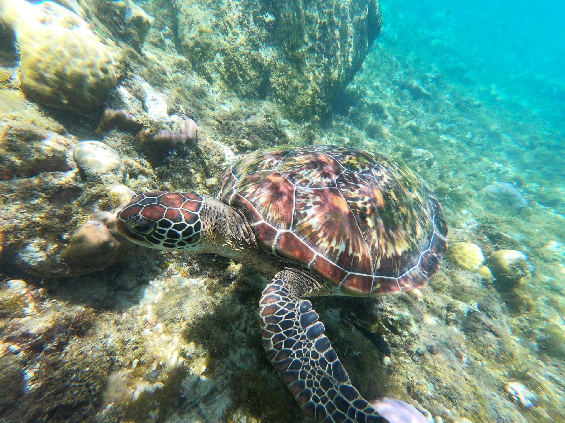 菲律宾小岛apo岛有海龟保护区，在十米远的近海区域就可以多次频繁看到海龟觅食，愿这些海洋精灵永远自由