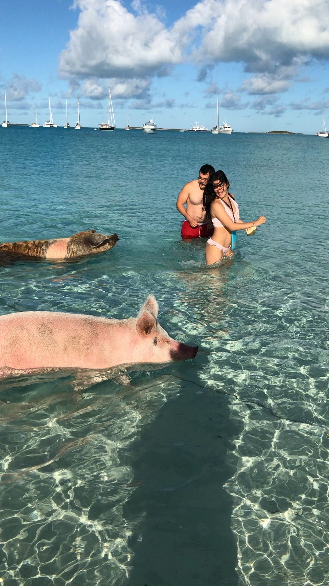 巴哈马猪岛看猪拱哥伦比亚美女