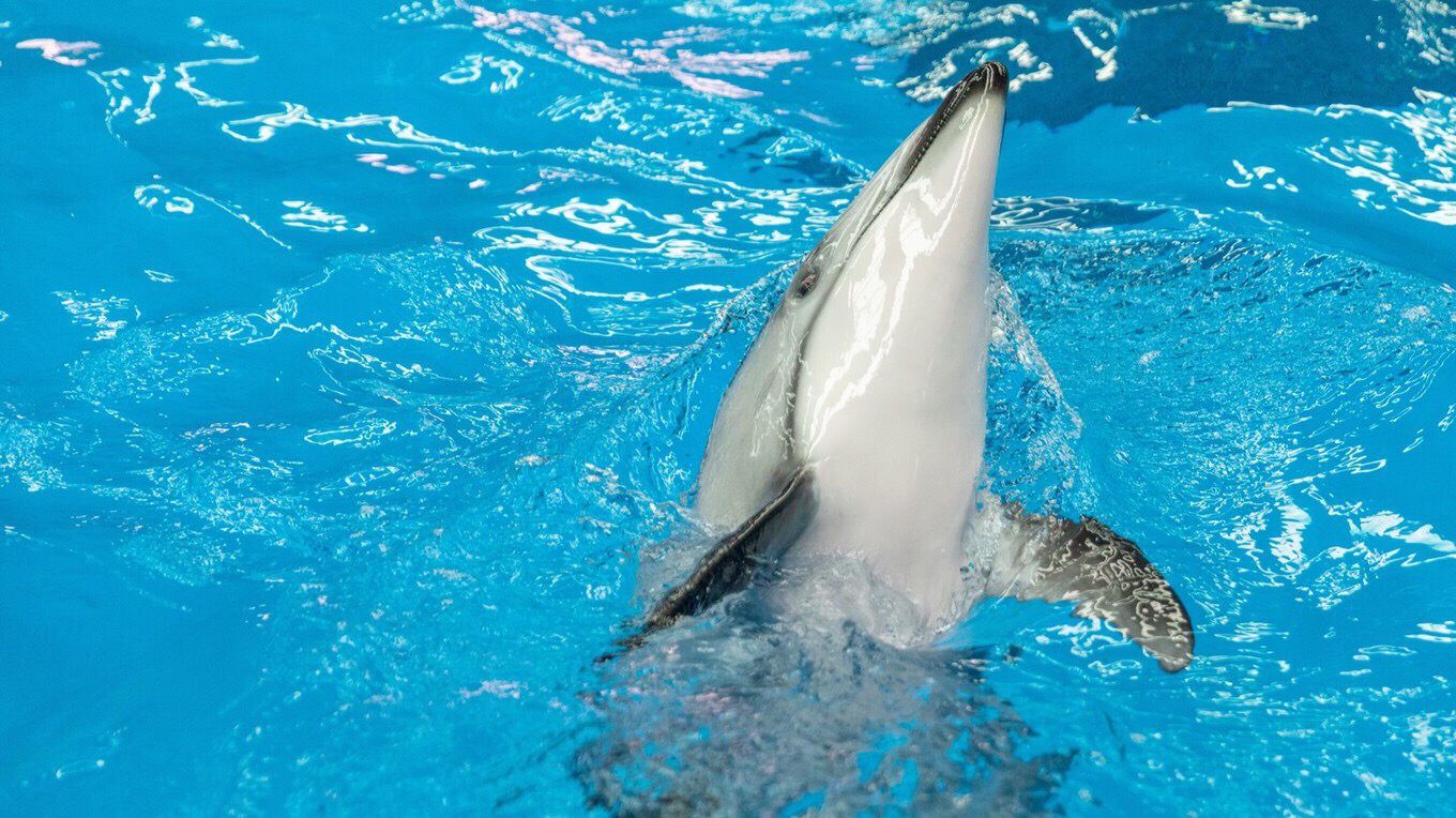 海豚馆，零距离接触可爱的海豚  抚仙湖寒武纪欢乐大世界包含海洋大世界、梦幻大世界、动物大世界三个主题