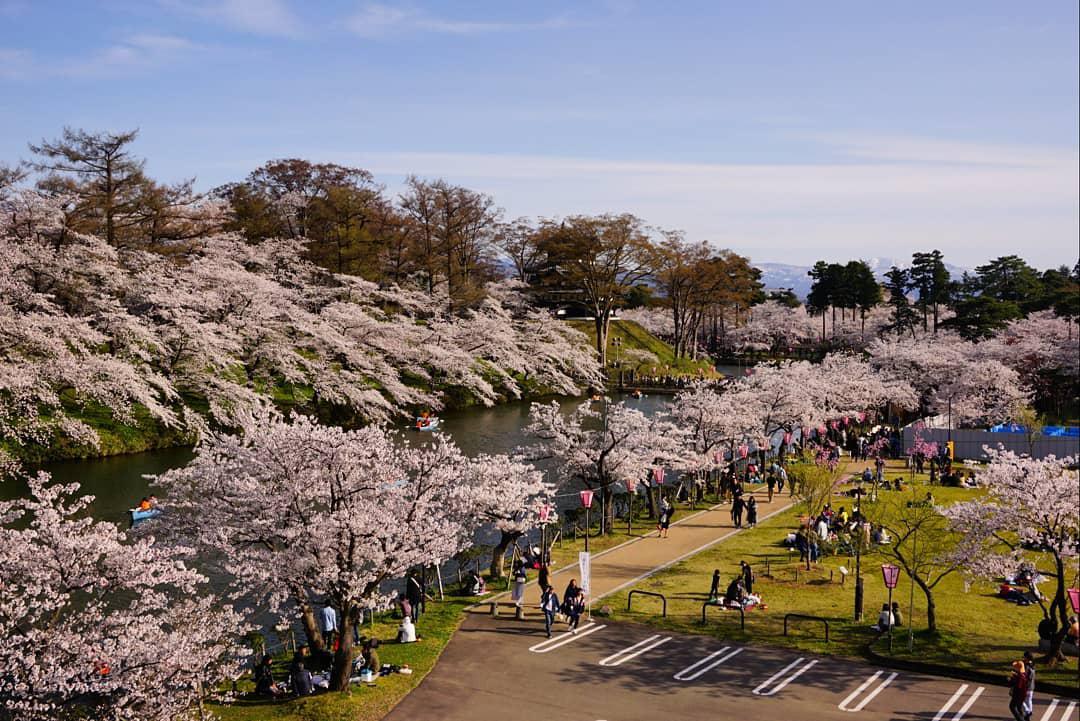 日本三大夜樱之一---高田城赏樱攻略  【关于高田城&高田公园】 高田公园是由高田城为基础所建的，整