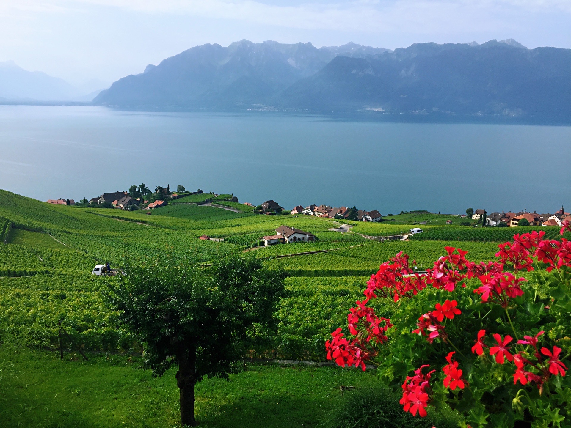 瑞士🇨🇭城市系列二： 拉沃，日内瓦湖边的又一个小镇，这里有大面积的葡萄种植园，依山傍水，景色优美，让