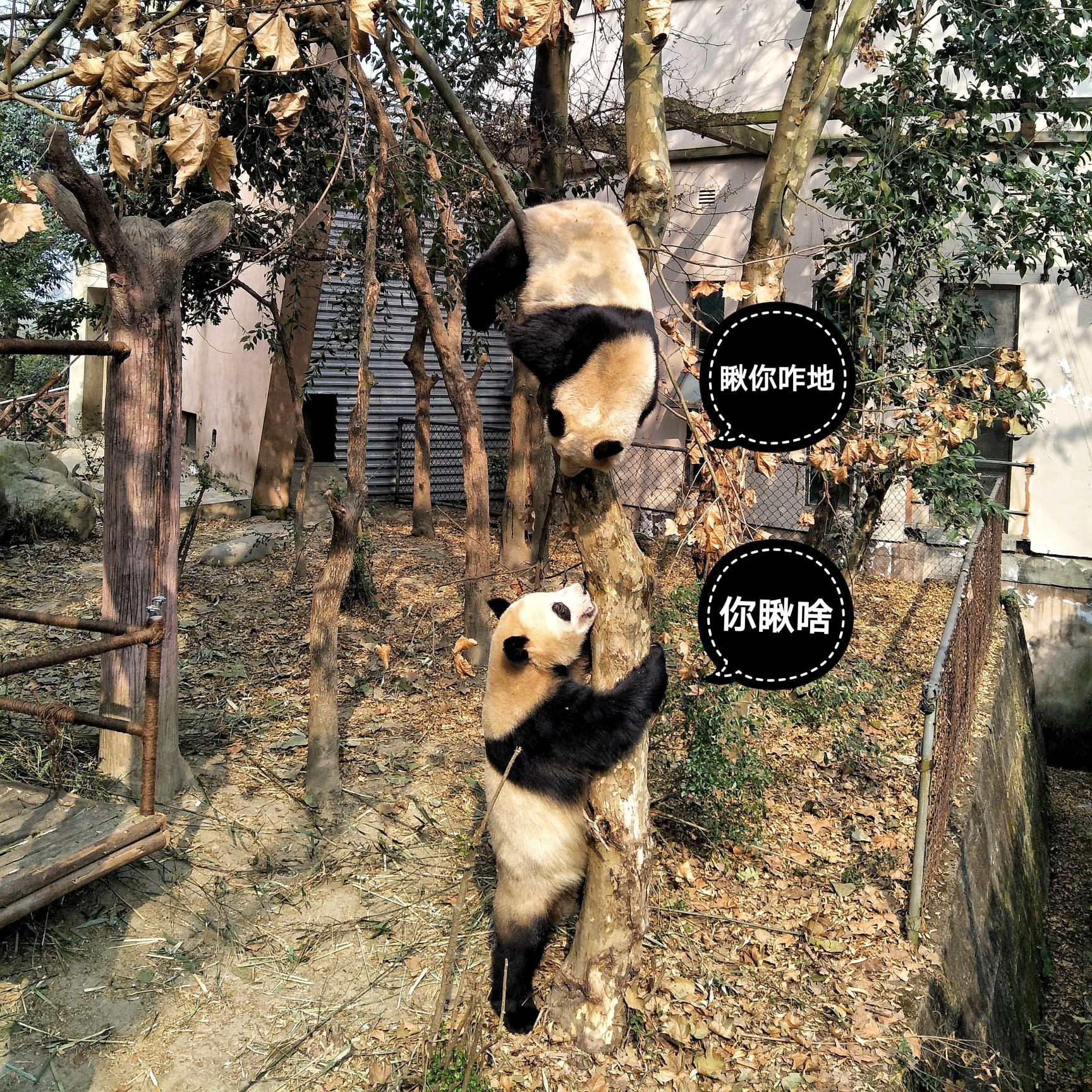 萌宠成长记/熊猫的100个最萌瞬间/熊猫好可爱 大熊猫🐼： 属于食肉目、熊科、大熊猫亚科和大熊猫属唯