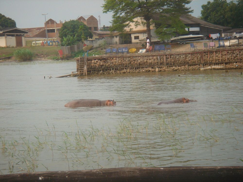 坦噶尼喀湖里的犀牛