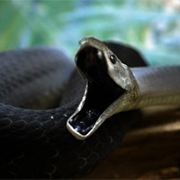 灵玲需要变得强大