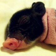 桃子味的萌静静