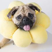 赵半仙儿摆地摊