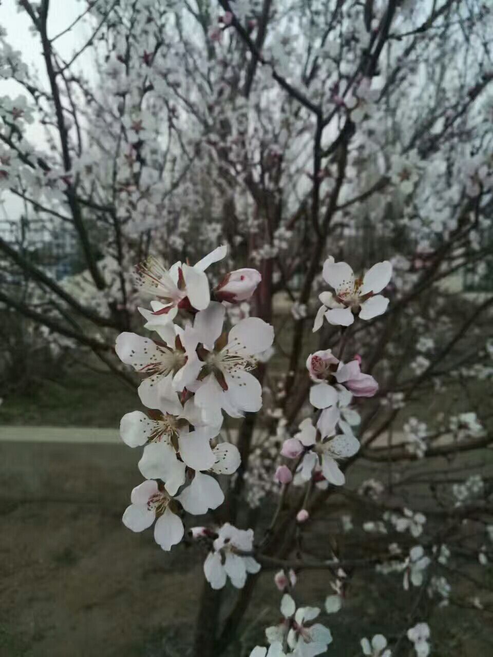 春天来了！