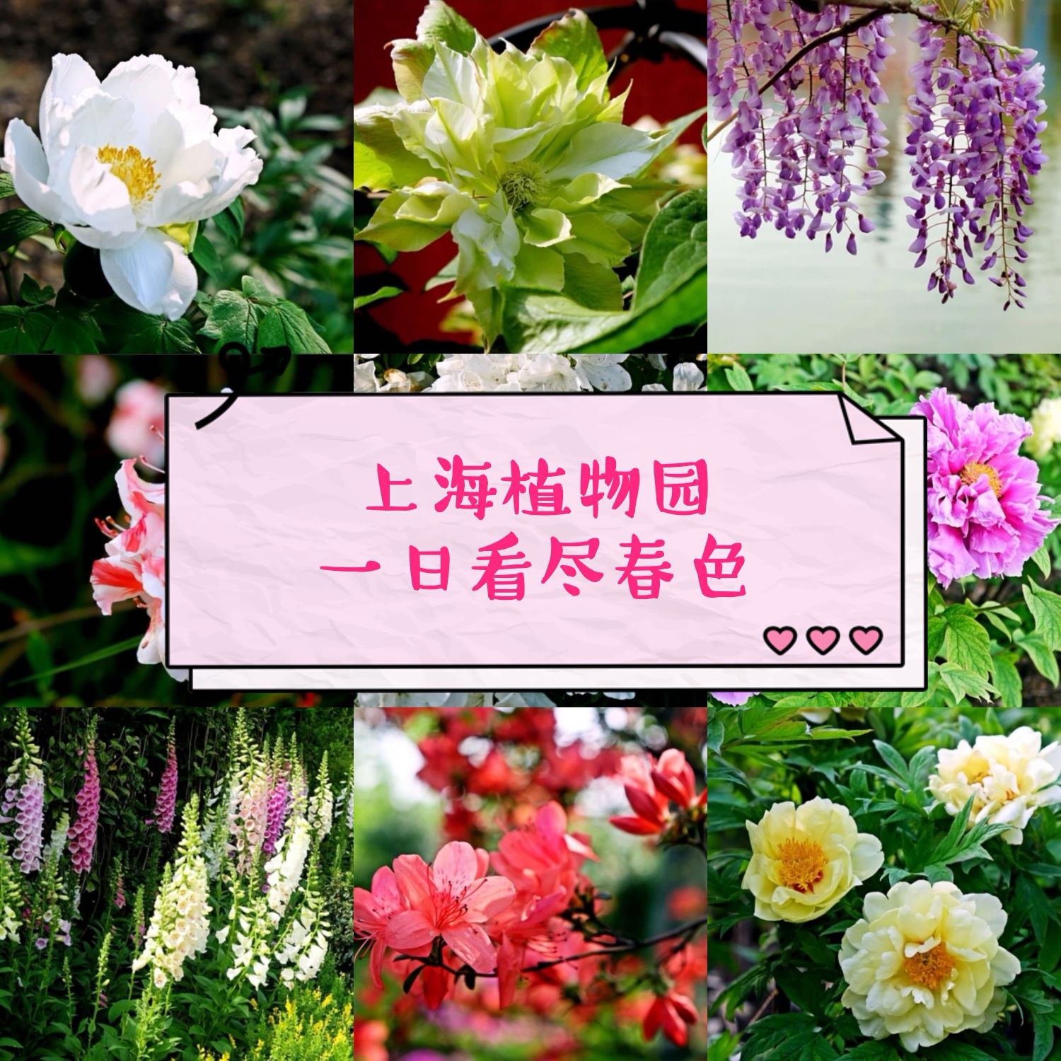 春天，找一个赏花的妙处！ 一年四季赏花，都不能漏掉上海植物园。 四月中旬，来得晚了一些，樱花和桃花固