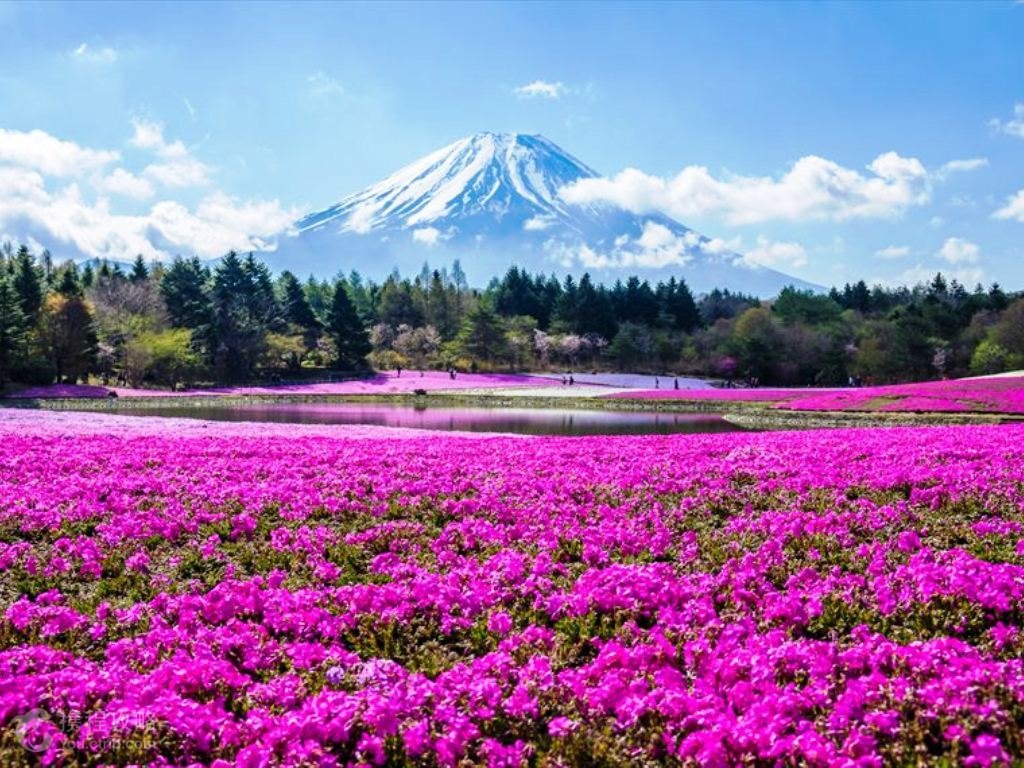 芝樱祭”关东地区打卡指南 富士山河口湖搭配芝樱之丘美爆！
 
 “关东地区花海”行程推荐
 ★景点名