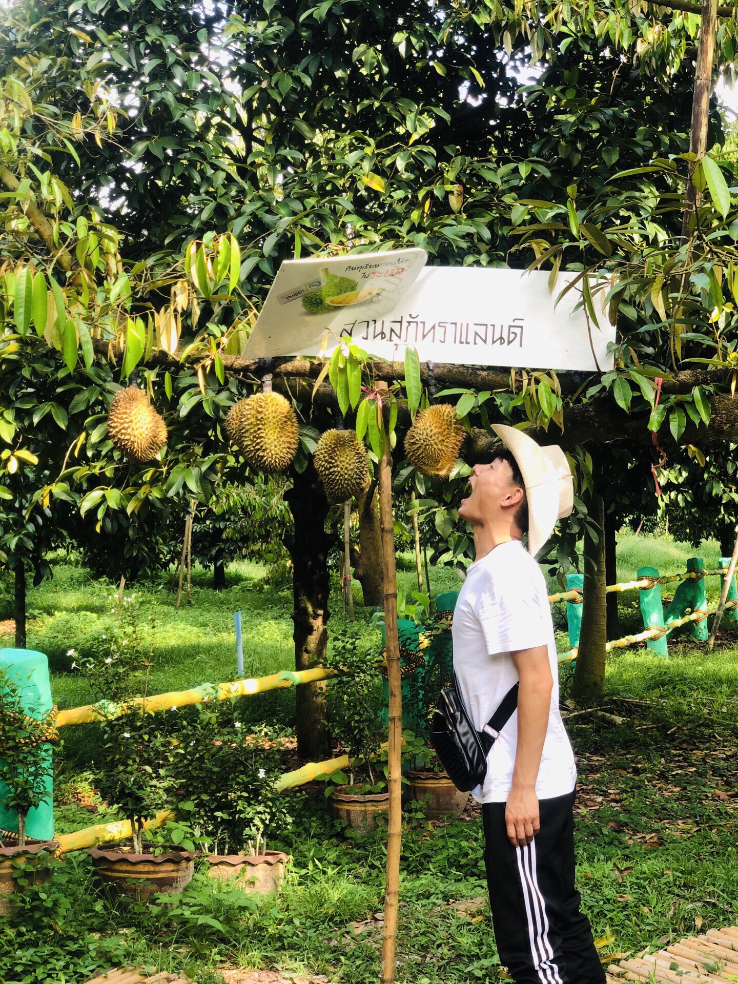 罗永府的热带水果园   泰国的水果园有很多，具体你说这个是最大的，在这里面我们看到了平时常见的水果，