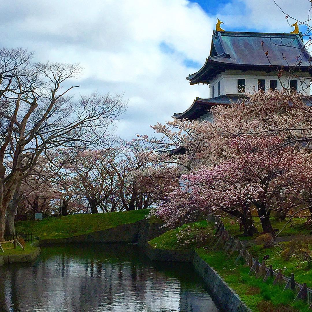 节假日和樱花更配哦-松前城 上次听公司的同时说起的日本的松前城景区，听说那里的樱花特别美丽，数量特别
