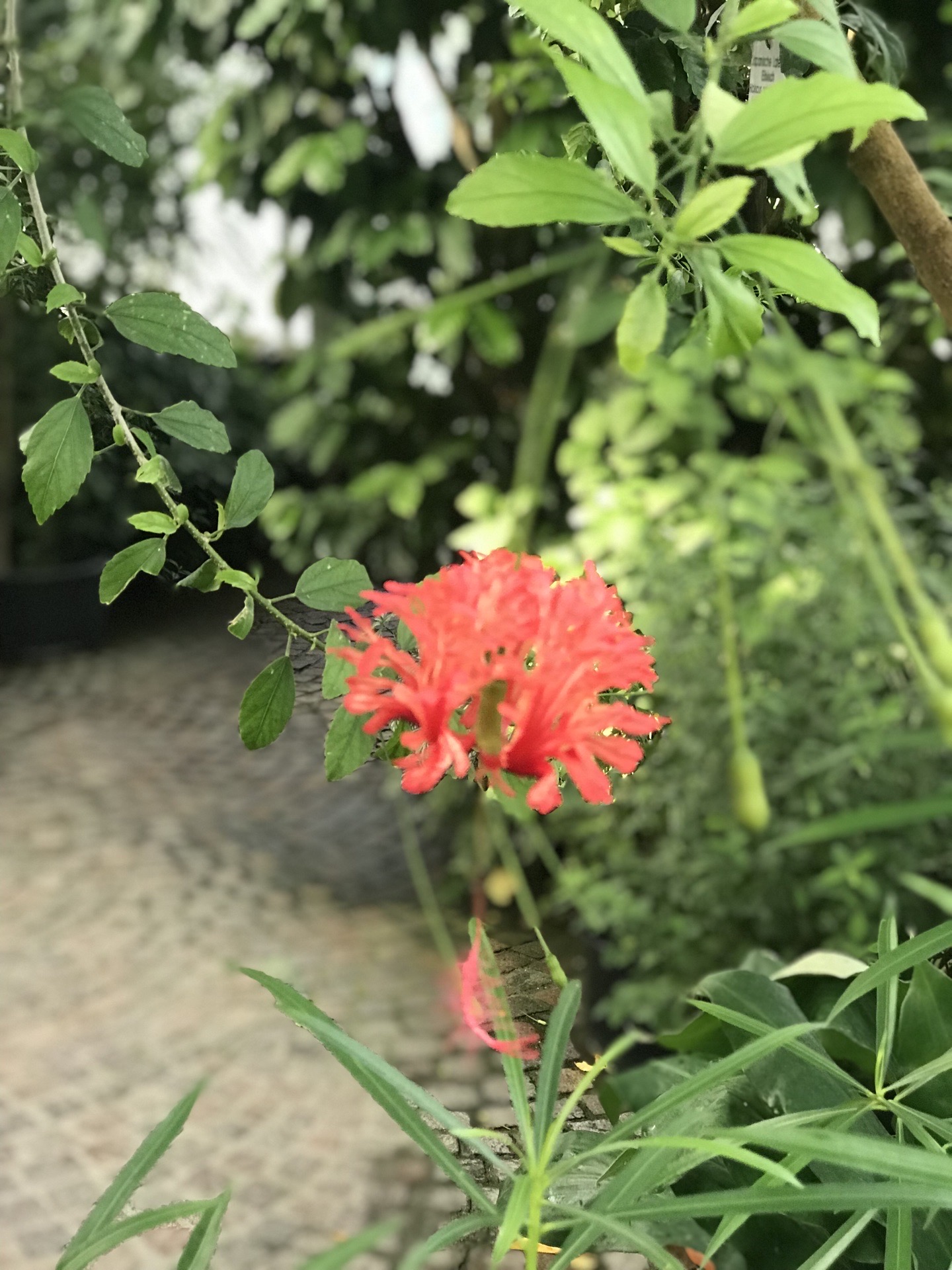 日本灯笼花