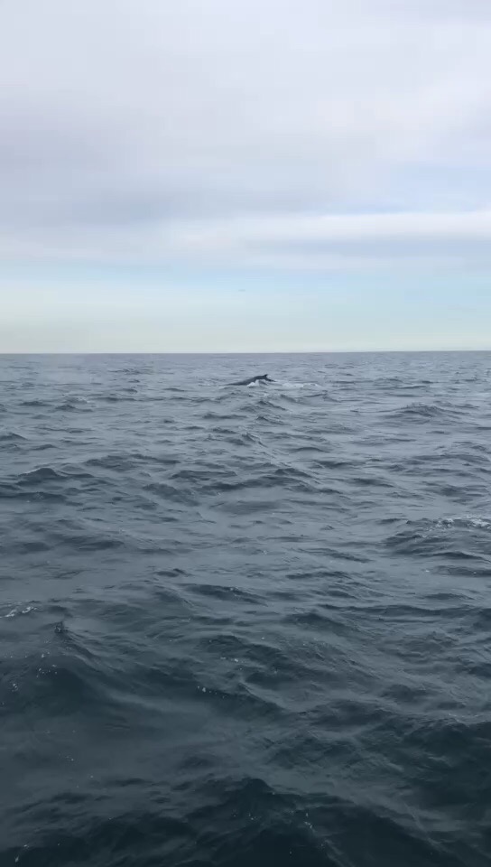 #冰岛#胡萨维克观鲸